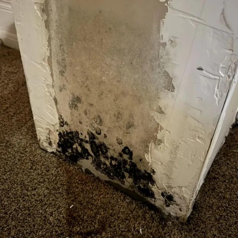 Professional Mold Removal in Clark County, WI